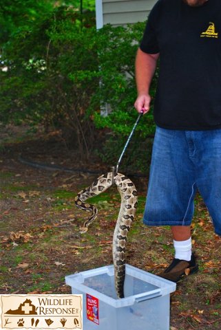 Jared & Canebrake Rattlesnake